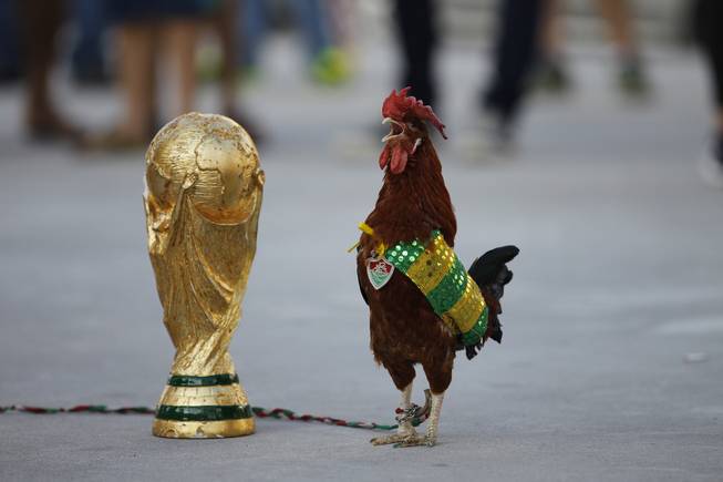 A pet rooster named Paquita Fred stands next to a replica of the World Cup trophy in front of Maracana stadium, in Rio de Janeiro, Brazil, Wednesday, June 11, 2014. The 11 year old rooster wearing a cape with the colors of the Brazilian national soccer team and a medallion of the local Fluminense soccer club gets his name from Fred, the Brazilian footballer who plays as a striker for Fluminense and is now one of the members of the national soccer team. The World Cup soccer tournament starts Thursday.