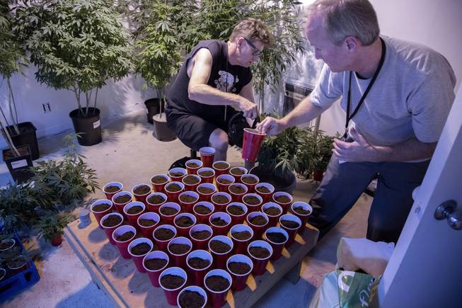 Mark Arnold, left, and Mark Greenshields pot cuttings in the clone room, making the most of plants obtained during a 15-day window of nonenforcement.