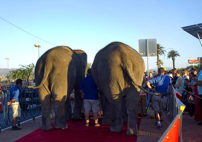 Asian elephants Kelly Ann, left and Bonnie of the Ringling Bros. and Barnum & Bailey Circus have dinner at the Welcome to Fabulous Las Vegas sign Wednesday, June 18, 2014. The circus performs at Thomas & Mack Center Thursday through Sunday.