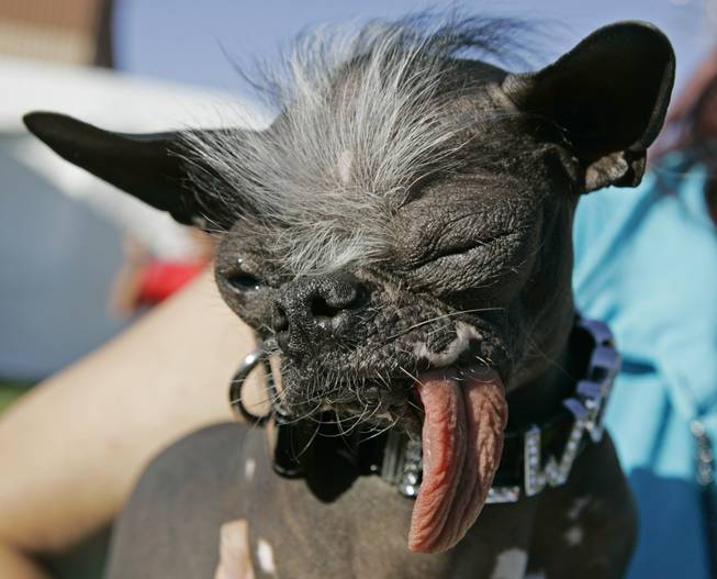 In this Friday, June 22, 2007, file photo, Chinese Crested dog "Elwood" appears at the 2007 World's Ugliest Dog Contest in Petaluma, Calif. Elwood, who weighed in at just 6 lbs and was rescued as the result of a New Jersey SPCA investigation, won the title of World's ugliest dog of 2007. The 25th running of the World's Ugliest Dog contest takes place Friday, June 20, 2014, at the Sonoma County Fair in Petaluma, Calif.