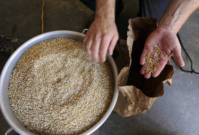 Army veteran Eric Johnson, of Fremont, Calif., shows grains that will be used in a Valor Double IPA at Uncle Sam&apos;s Misguided Brewery in Livermore, Calif., on Monday, May 26, 2014. The brewery is run by fellow veterans and co-owners Josh Laine and Fara Eve Barnes.
