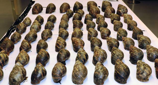 This undated photo provided by United States Department of Agriculture (USDA) showing an air cargo shipment of 67 live snails that arrived at Los Angeles International Airport on July 1, 2014. Officials said that the 35 pounds of snails arrived from Nigeria along with paperwork stating they were for human consumption. Officials say the snails were intercepted and they were subsequently identified after a sample was sent to U.S. Department of Agriculture specialists in Washington, D.C. 