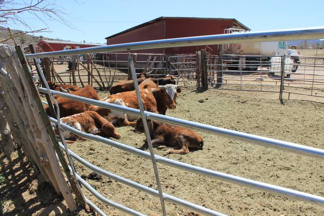 Cattle in recreation during the video shoot for Melody Sweets' "Shoot 'em Up" at Grand Canyon Ranch on April 22, 2014.
