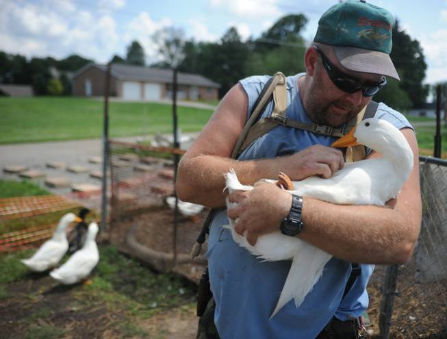 Iraq war veteran Darin Welker, 36, holds one of his ducks at his home in West Lafayette, Ohio. Welker, who served a year in 2005 for the Army National Guard, says his 14 pet ducks serve as mental and physical therapy for him. He's worried he'll have to give them up after village officials told him in May he can't keep them on his property. Welker was cited with a minor misdemeanor June 23 for having the ducks in his yard. He is scheduled to appear in Coshocton Municipal Court for a hearing Wednesday, July 23, 2014, and could face a $150 fine.