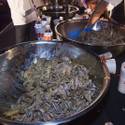 2014 Hooters Wing Eating Championship