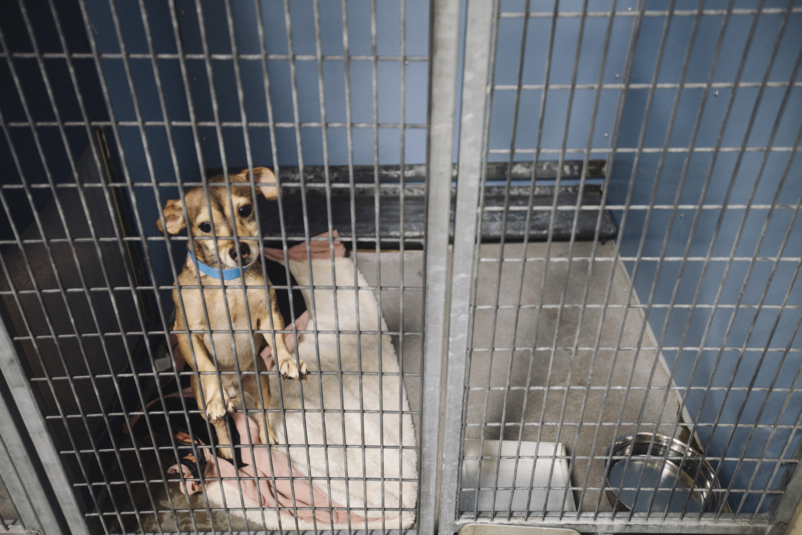 The no-kill dilemma: Can Las Vegas save all its shelter animals? - Las Vegas  Weekly