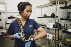 Veronica Miranda, a student in the PIMA Vet Assistant Program holds Welma the bull python at the Lied Animal Shelter Tuesday, July 22, 2014.