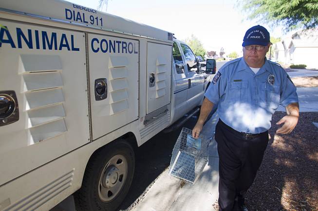 North Las Vegas Animal Control officer Dale Smock goes to pick up a trapped cat by a home in North Las Vegas Thursday Aug. 14, 2014. Smock recently helped clear the house of over 100 cats. The house has since been condemned.
