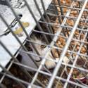 Animal Control Officer Dale Smock
