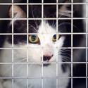 Animal Control Officer Dale Smock