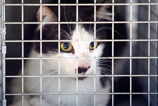 A cat is shown in animal control truck in North Las Vegas Thursday Aug. 14, 2014. North Las Vegas Animal Control officer Dale Smock recently helped clear a house of over 100 cats. The house has since been condemned.