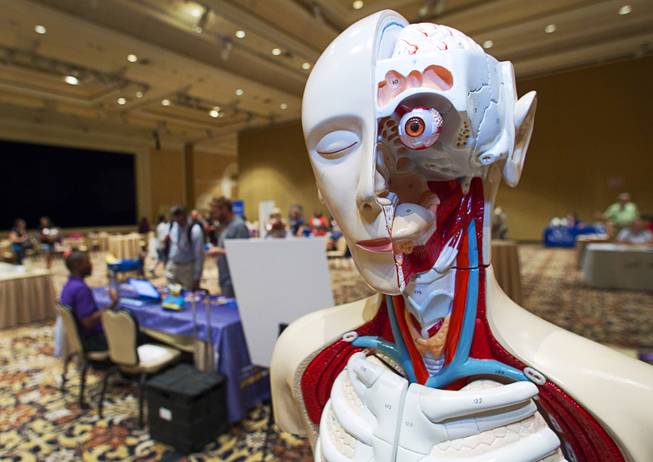 An anatomical model is displayed at a Children's Discovery Museum table during MGM Resorts annual Educator Appreciation Day at the Mirage Thursday Aug. 14, 2014.