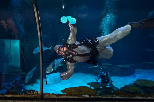 Diver Tim Harsh works to keep the aquarium with shipwreck clean and healthy at Shark Reef in the Mandalay Bay on Tuesday, August 12, 2014.