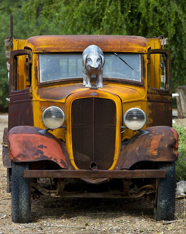 The original Chevy hood ornament on this old truck has been replaced with a large metal pig at R.C.Farms, Inc., on Wednesday, August 13, 2014.