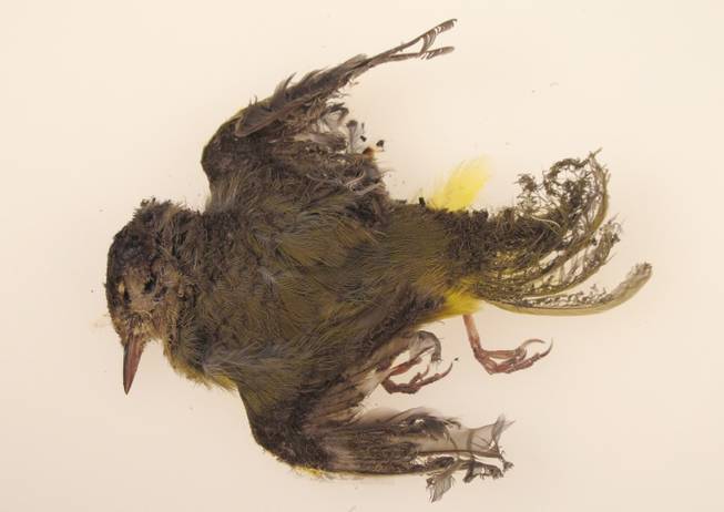This October 2013 photo provided by the U.S. Fish and Wildlife Service shows a burned MacGillivray's Warbler that was found at the Ivanpah solar plant in the California Mojave Desert. Workers at a state-of-the-art new solar plant have a word for the birds that fly over the plant’s five-mile field of mirrors, “streamers,” for the puff of smoke as the birds ignite in mid-air and fall singed to the ground.