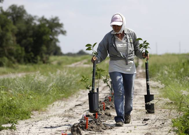 In this Wednesday, July 30, 2014 photo, a worker plants new citrus trees on land owned by the Hunt family in Lake Wales, Fla. The Hunt  family owns 5,000-plus acres of groves and is part of the co-op that contributes to Florida's Natural, the third largest juice brand in the country. Florida's $9 billion citrus industry is facing its biggest threat yet by a tiny invasive bug called the Asian Citrus Psyllid, which carries bacteria that are left behind when the psyllid feeds on a citrus tree's leaves. 
