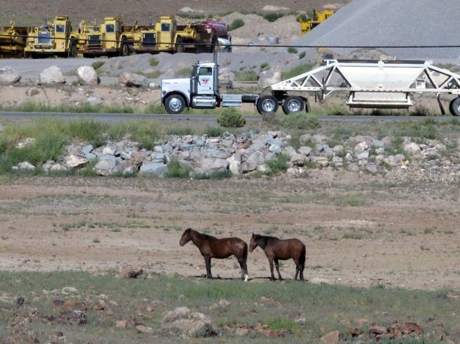 Mustangs graze at the Tahoe Reno Industrial Center 15 miles east of Sparks on Thursday, Sept. 4, 2014. Tesla Motors Inc. plans to build a 6,500-worker "gigafactory" to mass produce cheaper lithium batteries for its next line of more-affordable electric cars near the center. 