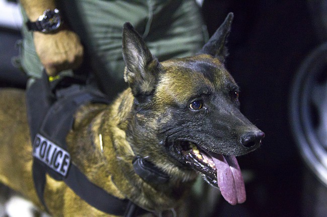 Metro K9 Teams Prepare for 24th Annual Police K9 Trials