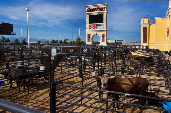 ‘They love it’: Prized PBR bulls bask in serene South Point digs before ...