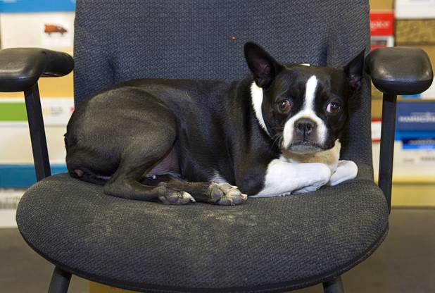 Shop dog Cammy, a Boston Terrier, rests in a chair at the Toys 4 Smiles workshop Monday, Dec. 8, 2014. The nonprofit organization started as a wood club in 2006 and will soon produce their 200,000th toy, said founder Rex Doty.