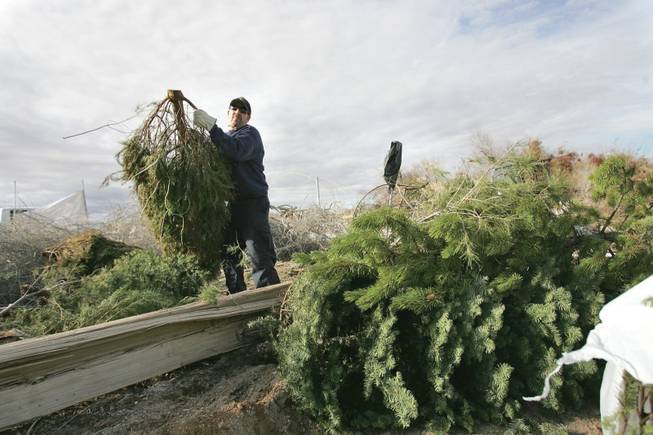 In this 2009 file photo, Bruce Monford, a maintenance worker with the Clark County Parks and Recreation Department, sorts through Christmas trees at a tree recycling center at Sunset Park.
