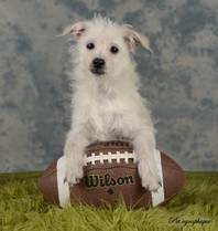 Keno is Las Vegas' contribution to the national Puppy Bowl. 