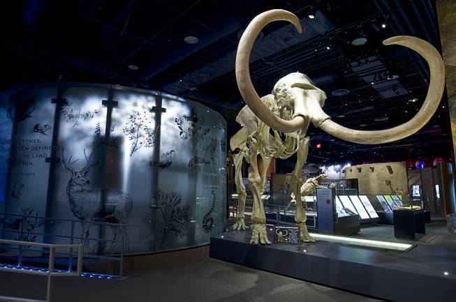 "Christopher," a replica of a Columbian mammoth fossil, greets guests at the Nevada State Museum in the Las Vegas Springs Preserve Monday, March 2, 2015.