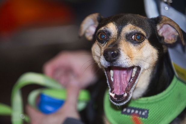 "Lunch," a three-year-old Miniature Pinscher mix, yawns during a presentation at the Collision technology conference in the World Market Center Pavilions Wednesday, May 6, 2015.