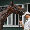 Kentucky Derby and Preakness Stakes winner American Pharoah nips at his groom's hat during a bath after working out at Belmont Park, Wednesday, June 3, 2015, in Elmont, N.Y. American Pharoah will try for a Triple Crown when he runs in Saturday's 147th running of the Belmont Stakes horse race.