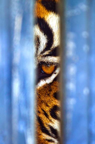 "I catch a tiger’s eye peering between the bars designed for our safety and wonder what he feels."