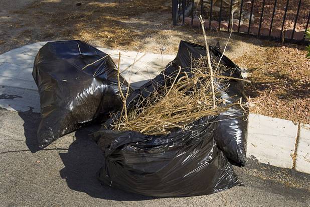 Bags of weeds are shown in front of a foreclosed home in a neighborhood near Tenaya Way and Russell Road Thursday, June 25, 2015.