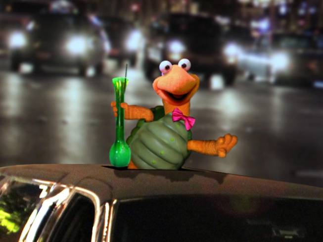 Winston the Impersonating Turtle rides a limousine.