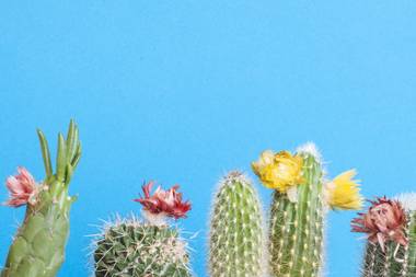Cactus buyers are taking to online forums to lament venomously and quaintly about the deception.