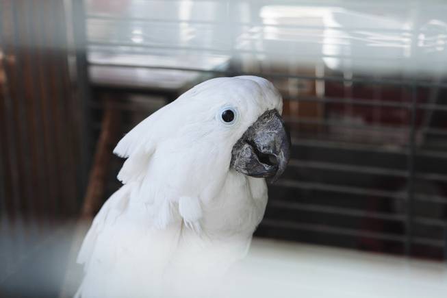 To combat the desert temperatures, the outside birds’ cages are equipped with misters for the summer and heaters for the winter. Other birds, like the cockatoos, remain indoors in an air-conditioned room. The larger animals have shaded areas they can retreat to, misters or both.