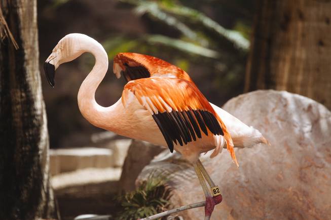 The 5-acre Wildlife Habitat includes about 400 fish, 80 birds and 30 turtles, including Chilean flamingos, sacred ibises, California brown pelicans, hooded mergansers, water turtles, Japanese koi and albino catfish. 