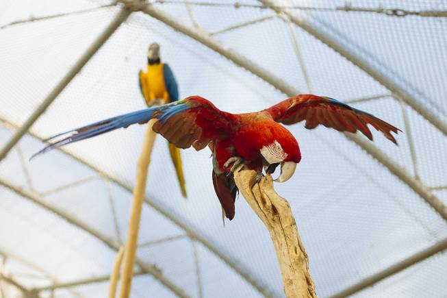 Some of the birds live in smaller, outdoor aviaries with birds of the same species. Others, like the macaws, live together in a larger room. “Parrots need to be around other parrots,” interim director Christina Salamone said. “They need to groom each other and care for each other. When they come in, adjusting is a slow process. Some are scared to death.”