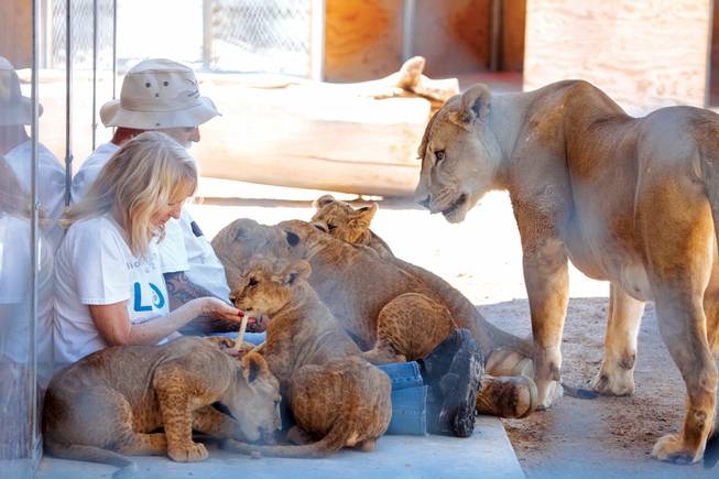 The lions can escape Nevada’s extreme temperatures by entering den boxes outfitted with swamp coolers for summer and heaters for winter. The animals also have toys to play with and platforms to jump onto to keep them entertained.
