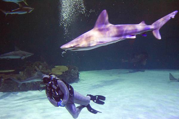 Mandalay Bay Shark Reef Aquarium: Meet The Exotic Animals Of Las