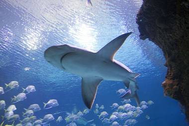 A shark swims in a 1.3 million gallon exhibit in Shark Reef at Mandalay Bay Tuesday, Aug. 4, 2015.