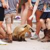 Children reach to pet a South American coati at Roos-N-More in Moapa. The nonprofit business is not technically a zoo but does have hundreds of animals. 