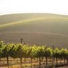 The vineyards of the Livermore Valley began growing wine grapes in the 1840s. 