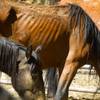 Ribs show on a wild horse in an enclosure at the Oliver Ranch near Red Rock Canyon Thursday, Sept. 3, 2015. The horse was among horses rounded up near Cold Creek.
