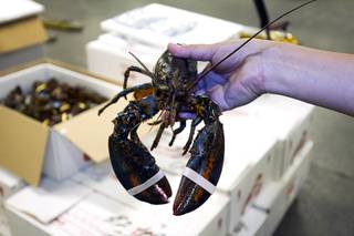 Aria warehouse manager Dave Belmonte displays a lobster at Aria Tuesday, June 30, 2015.
