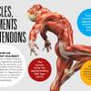 Photo: HCA Muscles Tendons and Ligaments