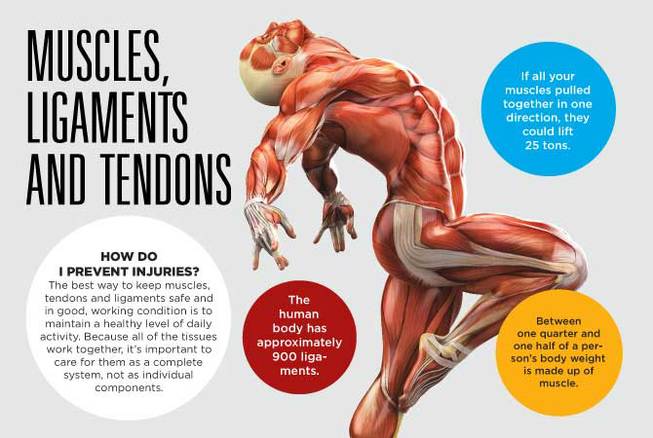 HCA Muscles Tendons and Ligaments 