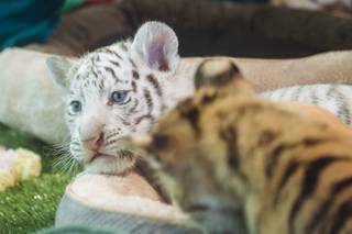 Maharani, a striped white female, was one of four 6-week-old tiger cubs who joined Siegfried & Roy's Secret Garden and Dolphin Habitat on Monday, Sept. 14,2015, at the Mirage.