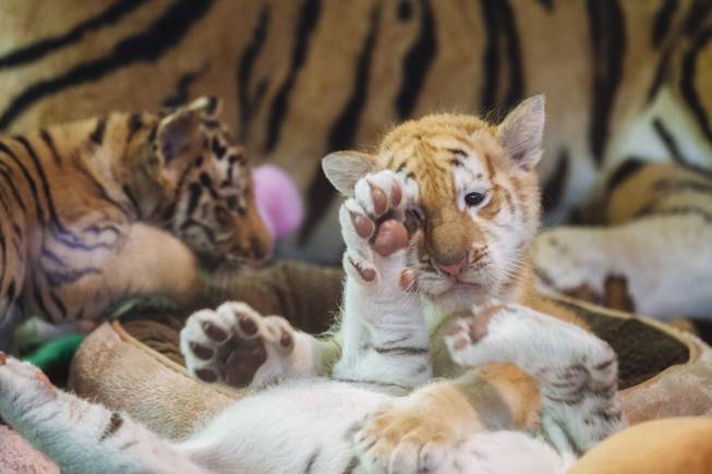 Four New Tiger Cubs at Mirage