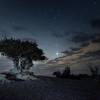 A bristlecone pine in Great Basin National Park.