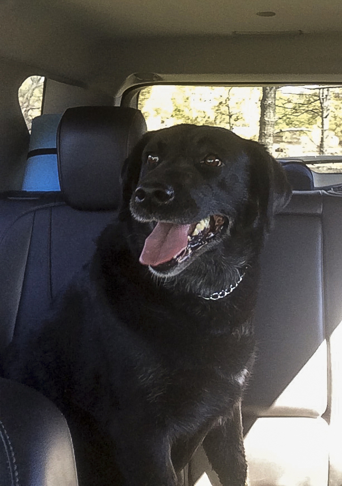 After wildfire, reporter reunites dog, owner - Las Vegas Sun News