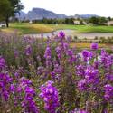 Palm Valley Golf Course in Summerlin